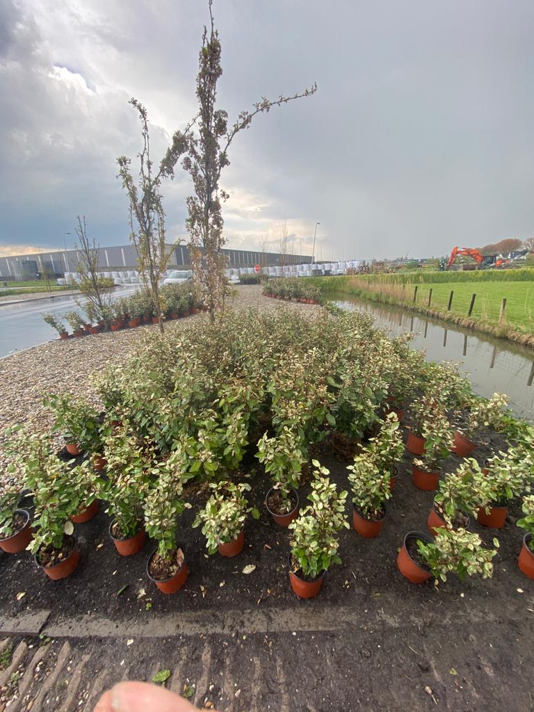 Boomverzorging Vlaardingen