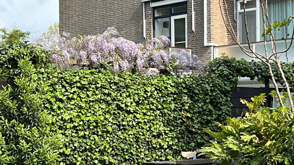 groenspecialist Vlaardingen